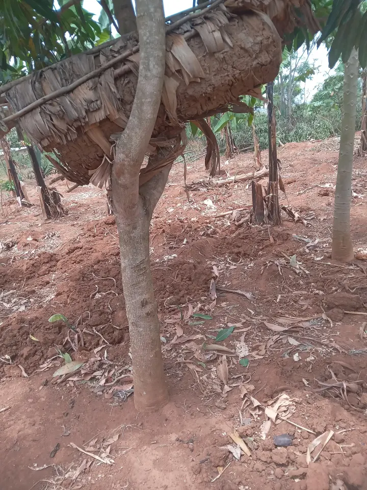 Umutiba w’inzuki uri mu gace k’icyaro ka Bugesera.
